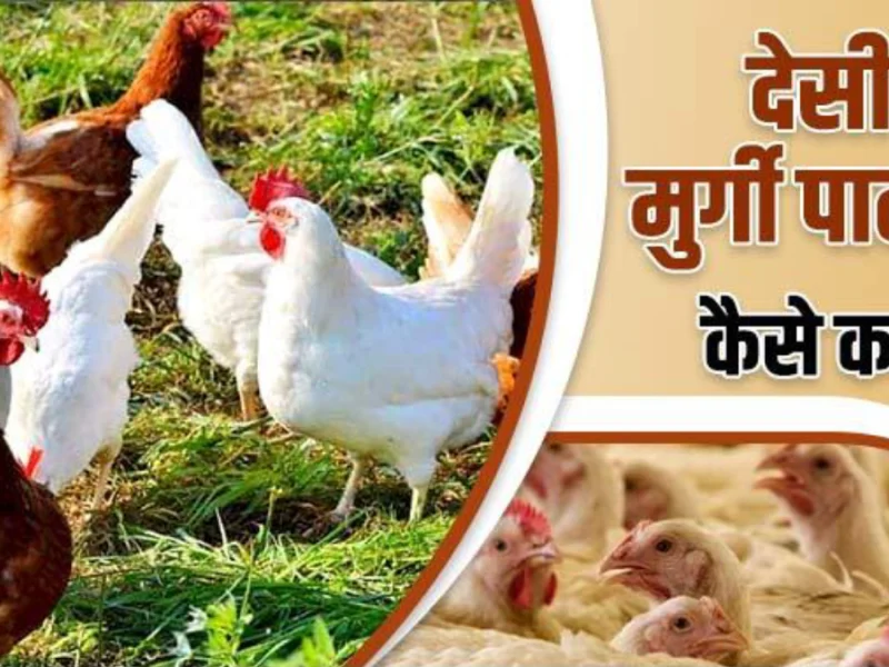 Poultry Farming