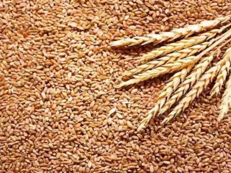 Wheat Price in India