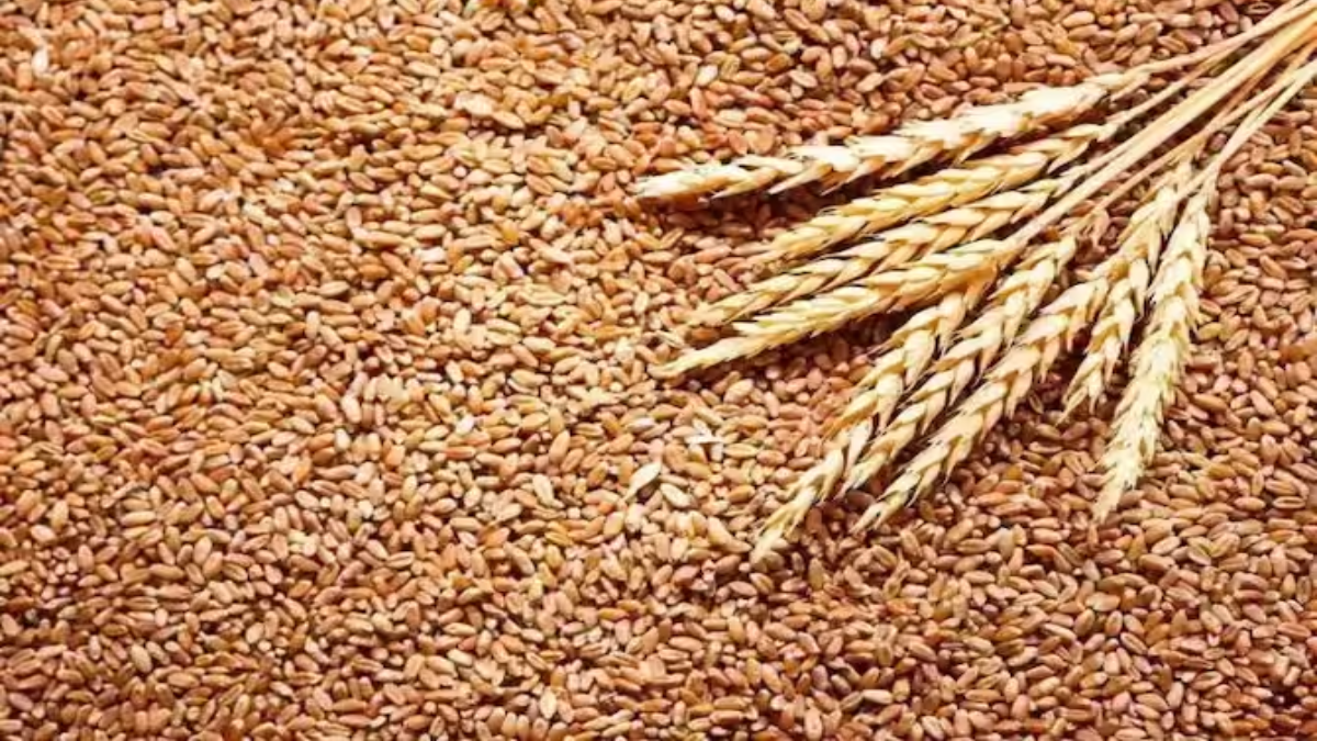 Wheat Price in India